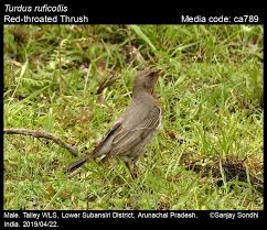 Image result for Turdus ruficollis