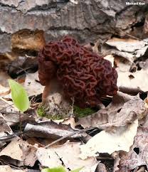 Attēlu rezultāti vaicājumam “Gyromitra esculenta”
