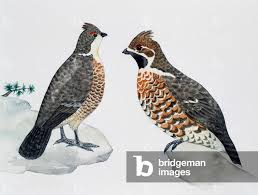 Attēlu rezultāti vaicājumam “Tetrastes bonasia”