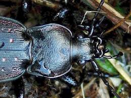 Attēlu rezultāti vaicājumam “Carabus hortensis”