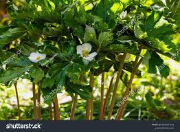 Attēlu rezultāti vaicājumam “Podophyllum hexandrum flower”