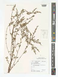 Attēlu rezultāti vaicājumam “Polygonum arenastrum leaf”