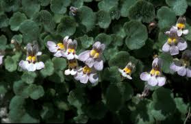 Attēlu rezultāti vaicājumam “Saxifraga cymbalaria flower”