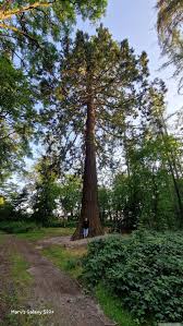 Image result for Mammutbaum