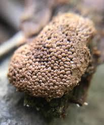 Attēlu rezultāti vaicājumam “Tubifera magna young”