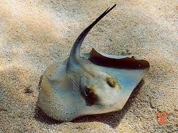 Image result for Dasyatis pastinaca