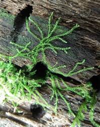 Attēlu rezultāti vaicājumam “Nowellia curvifolia sporophyte”