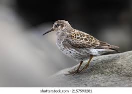Attēlu rezultāti vaicājumam “Calidris maritima adult”