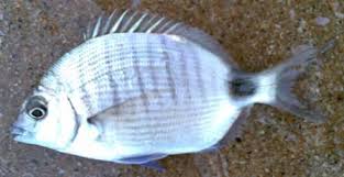 Image result for Diplodus capensis