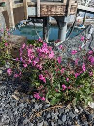 Image result for Silene dioica