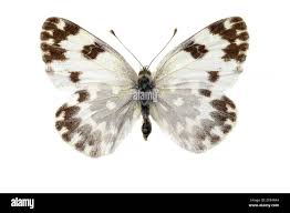 Attēlu rezultāti vaicājumam “Pontia edusa”