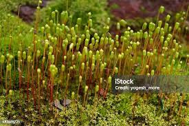 Attēlu rezultāti vaicājumam “Ceratodon purpureus sporophyte”