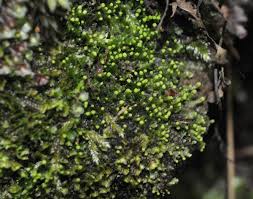 Attēlu rezultāti vaicājumam “Odontoschisma denudatum cells”