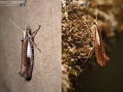 Attēlu rezultāti vaicājumam “Ypsolophidae”