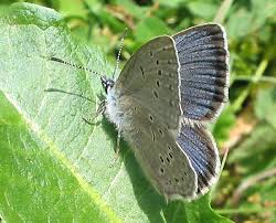 Attēlu rezultāti vaicājumam “Maculinea alcon underside”