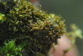 Attēlu rezultāti vaicājumam “Ephemerum serratum”