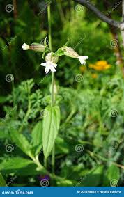 Attēlu rezultāti vaicājumam “Silene latifolia subsp. alba”