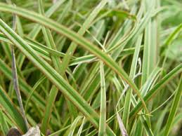 Attēlu rezultāti vaicājumam “Carex caryophyllea leaf”