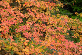Attēlu rezultāti vaicājumam “Enkianthus chinensis leaf”