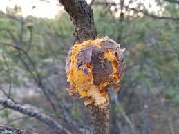 Attēlu rezultāti vaicājumam “Pucciniales”