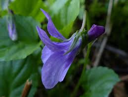 Attēlu rezultāti vaicājumam “Viola reichenbachiana”