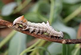 Attēlu rezultāti vaicājumam “Notodonta ziczac”