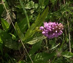 Attēlu rezultāti vaicājumam “Dactylorhiza majalis subsp. baltica leaf”