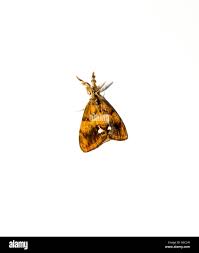 Attēlu rezultāti vaicājumam “Hepialus sylvina female”