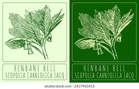 Attēlu rezultāti vaicājumam “Scopolia carniolica leaf”