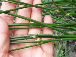 Attēlu rezultāti vaicājumam “Juncus alpinoarticulatus fruit”