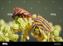 Attēlu rezultāti vaicājumam “Graphosoma lineatum imago”
