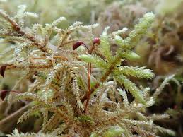 Image result for Huso brevirostrum