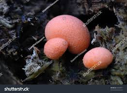 Attēlu rezultāti vaicājumam “Lycogala confusum macro”