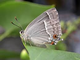 Attēlu rezultāti vaicājumam “Favonius quercus”