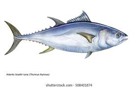 Image result for Thunnus thynnus