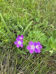 Attēlu rezultāti vaicājumam “Geranium sylvaticum bud”