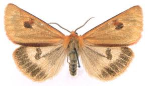 Attēlu rezultāti vaicājumam “Diacrisia sannio”