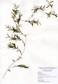 Attēlu rezultāti vaicājumam “Potamogeton gramineus”