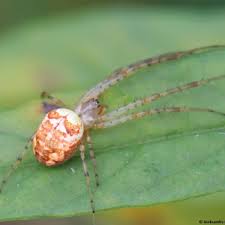 Attēlu rezultāti vaicājumam “Metellina segmentata”