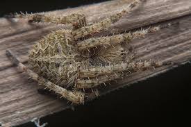 Attēlu rezultāti vaicājumam “Gibbaranea gibbosa”