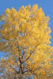 Attēlu rezultāti vaicājumam “Populus tremula”