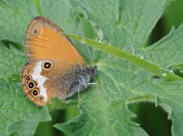 Attēlu rezultāti vaicājumam “Coenonympha arcania”