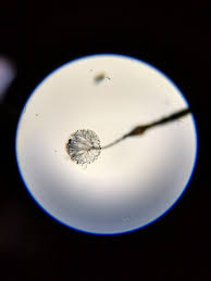 Attēlu rezultāti vaicājumam “Clastoderma debaryanum”