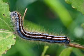 Attēlu rezultāti vaicājumam “Malacosoma neustria”