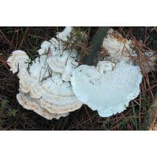 Attēlu rezultāti vaicājumam “Postia floriformis”