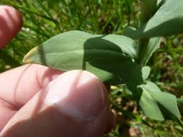 Attēlu rezultāti vaicājumam “Arabis glabra leaf”