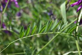 Attēlu rezultāti vaicājumam “Vicia lathyroides leaf”