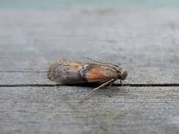 Attēlu rezultāti vaicājumam “Sciota adelphella”