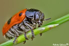 Attēlu rezultāti vaicājumam “Clytra quadripunctata”