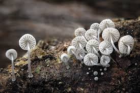 Attēlu rezultāti vaicājumam “Mycena”